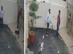 Couple Injured In Pitbull Attack In Punjab