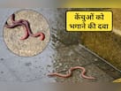 केंचुआ की दवाई क्या है? केंचुआ की दवाई घर पर तैयार करें 10 म‍िनट में