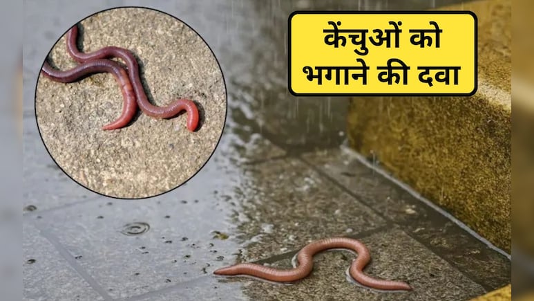 केंचुआ की दवाई क्या है? केंचुआ की दवाई घर पर तैयार करें 10 म&zwj;िनट में