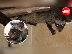 मुर्दाखोर बिज्जू को भगाने का क्या तरीका है? घर से Civet भगाने के क्या घरेलू उपाय हैं? जानें क्या करें और क्या नहीं