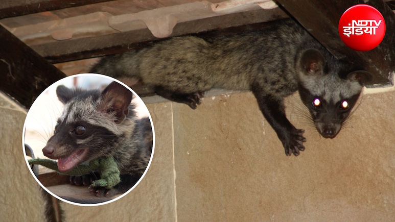 मुर्दाखोर बिज्जू को भगाने का क्या तरीका है? घर से Civet भगाने के क्या घरेलू उपाय हैं? जानें क्या करें और क्या नहीं