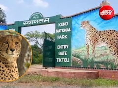 कूनो नेशनल पार्क से फिर लापता हुई मादा चीता निर्वा, जानिए घने जंगल में कैसे तलाश रहे 100 से ज्यादा वनकर्मी?