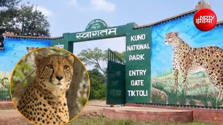 कूनो नेशनल पार्क से फिर लापता हुई मादा चीता निर्वा, जानिए घने जंगल में कैसे तलाश रहे 100 से ज्यादा वनकर्मी?