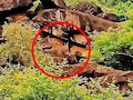 माधव टाइगर रिजर्व में गूंजी किलकारी: बाघिन MT-4 के साथ दिखा शावक, सिंधिया ने शेयर की पहली तस्वीर