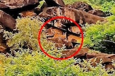 माधव टाइगर रिजर्व में गूंजी किलकारी: बाघिन MT-4 के साथ दिखा शावक, सिंधिया ने शेयर की पहली तस्वीर