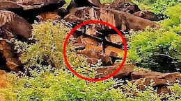 माधव टाइगर रिजर्व में गूंजी किलकारी: बाघिन MT-4 के साथ दिखा शावक, सिंधिया ने शेयर की पहली तस्वीर