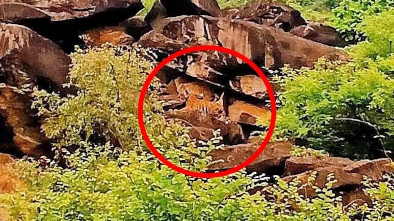 माधव टाइगर रिजर्व में गूंजी किलकारी: बाघिन MT-4 के साथ दिखा शावक, सिंधिया ने शेयर की पहली तस्वीर