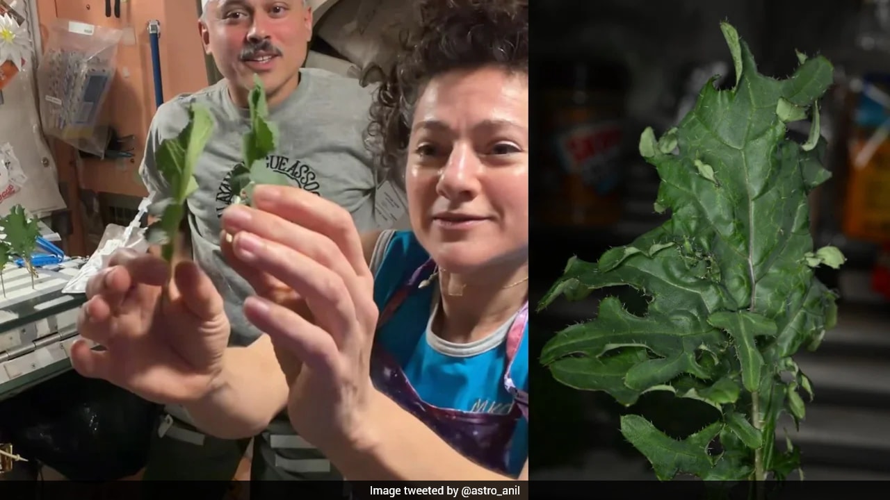 Indian-origin NASA astronaut harvests homegrown vegetables on the International Space Station