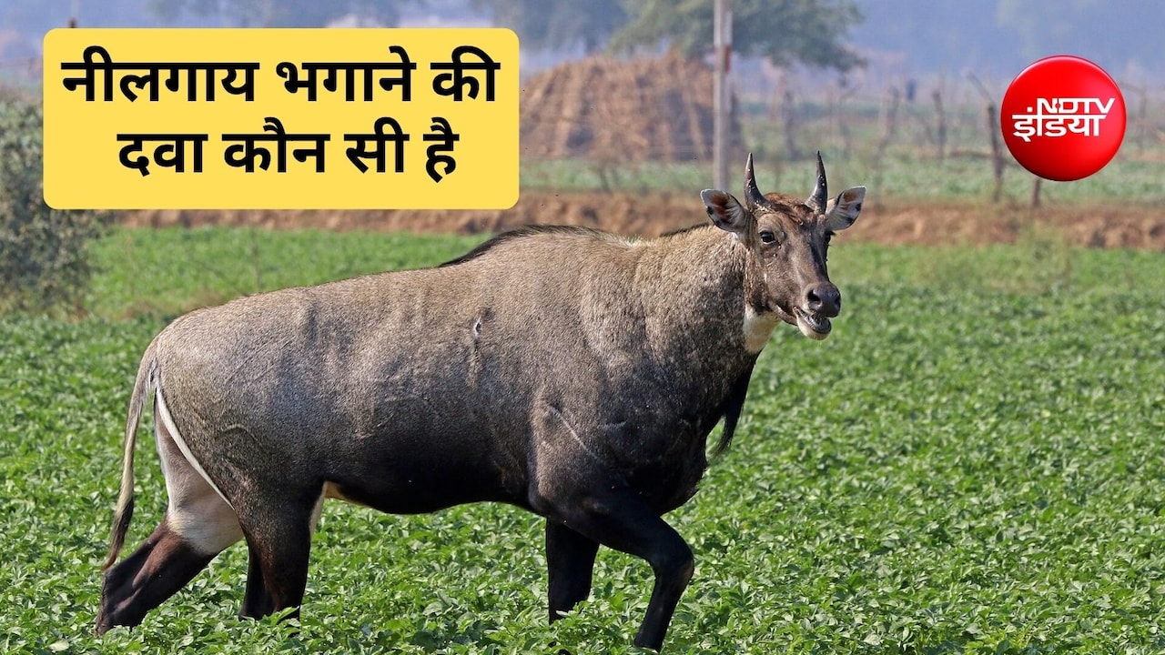 नीलगाय भगाने का देसी जुगाड़ क्या है? नीलगाय किस चीज से डरती है, जान‍िए यहां