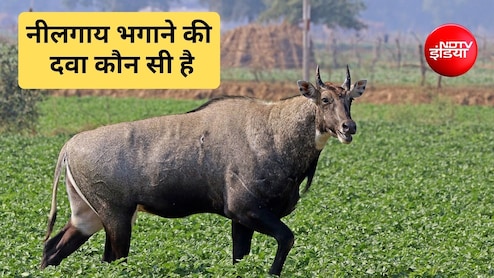 नीलगाय भगाने का देसी जुगाड़ क्या है? नीलगाय किस चीज से डरती है, जान&zwj;िए यहां