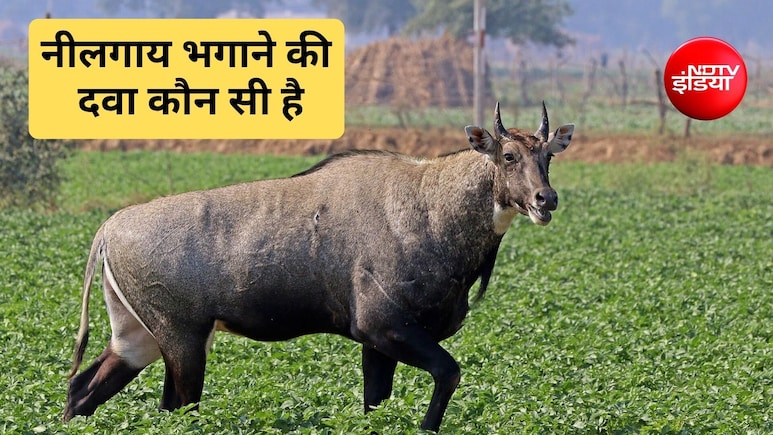 नीलगाय भगाने का देसी जुगाड़ क्या है? नीलगाय किस चीज से डरती है, जान&zwj;िए यहां