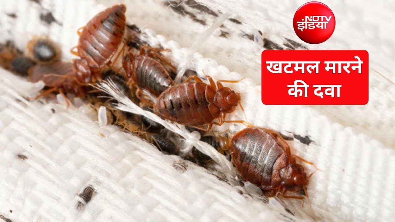 क्या नमक खटमलों को मारता है? बिस्तर से खटमल मारने के लिए कौन सी दवा है