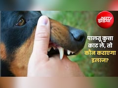 लिफ्ट के अंदर काट ले पालतू कुत्ता, तो इलाज की जिम्मेदारी किसकी होगी?