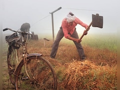 इलाज के पैसे खत्म हुए तो पिता ने खोदी 2 साल की बेटी की कब्र, सालों बाद उसी जगह खिले सूरजमुखी के फूल