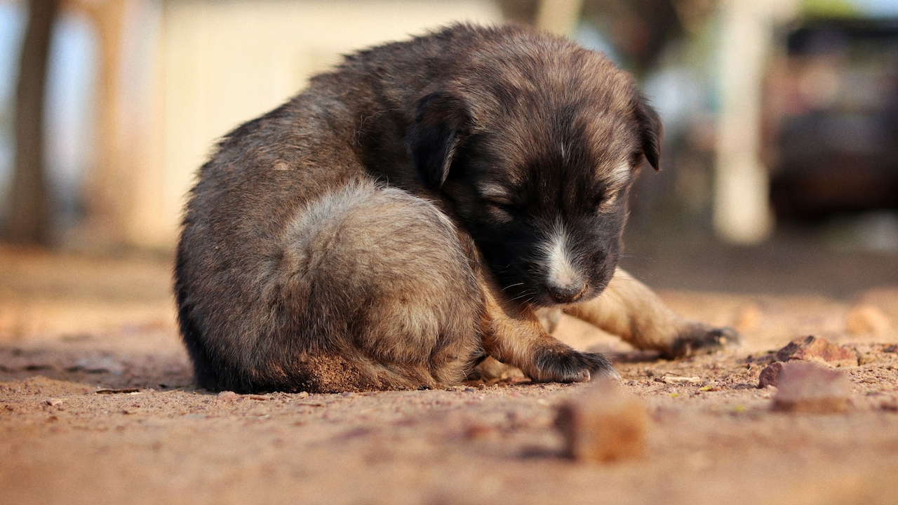 Dog tick and flea control essentials for pet owners