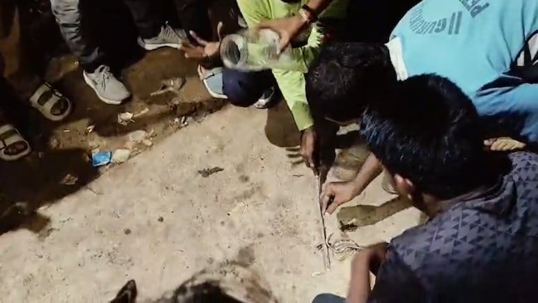 Snake Bite: रीवा के गुढ़ में बाइक के अंदर बैठे सांप ने काटा, युवक की हालत गंभीर