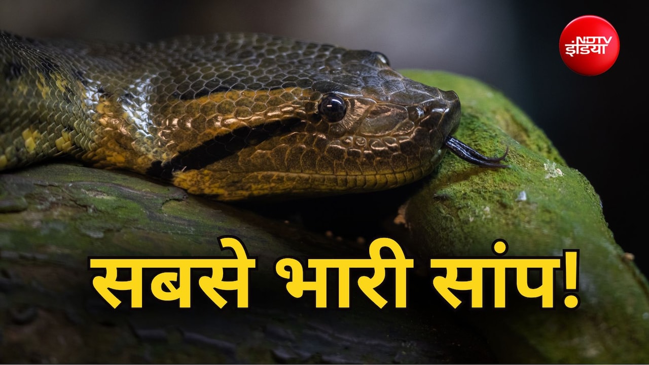 227 किलो का सांप, दुनिया का सबसे भारी स्नेक डिनर में खाता है 100 किलो का जानवर