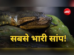 227 किलो का सांप, दुनिया का सबसे भारी स्नेक डिनर में खाता है 100 किलो का जानवर