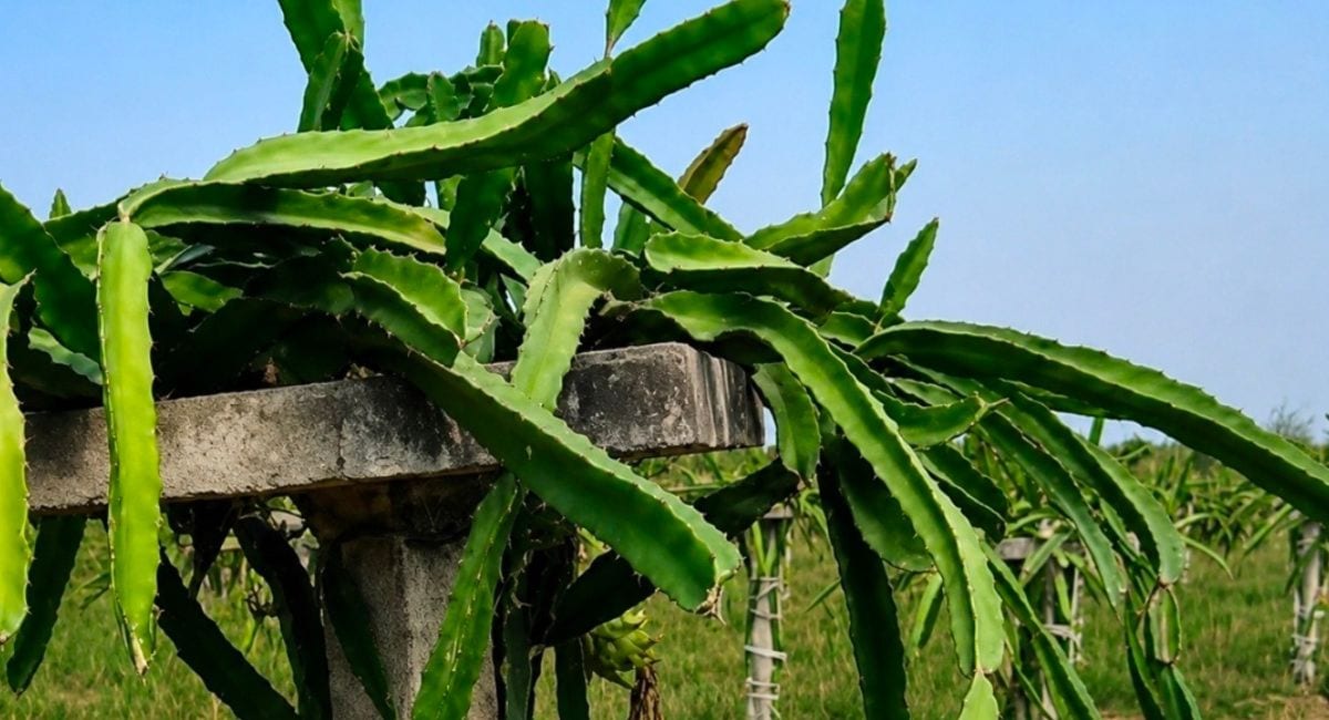 झालावाड़ का किसान ड्रैगन फ्रूट की खेती कर हो रहा मालामाल.