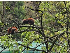 Born After 7 Years, Sikkim's Red Panda Cubs Are Thriving, Can Be Adopted Now