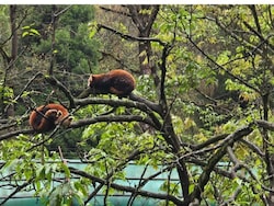 Born After 7 Years, Sikkim's Red Panda Cubs Are Thriving, Can Be Adopted Now