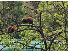 Born After 7 Years, Sikkim's Red Panda Cubs Are Thriving, Can Be Adopted Now