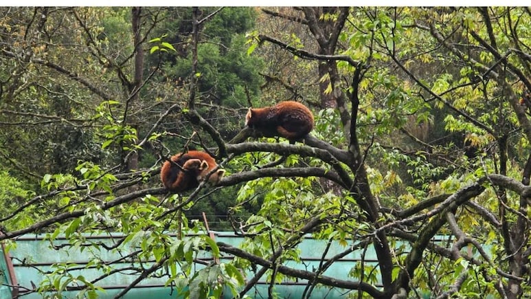 Born After 7 Years, Sikkim's Red Panda Cubs Are Thriving, Can Be Adopted Now