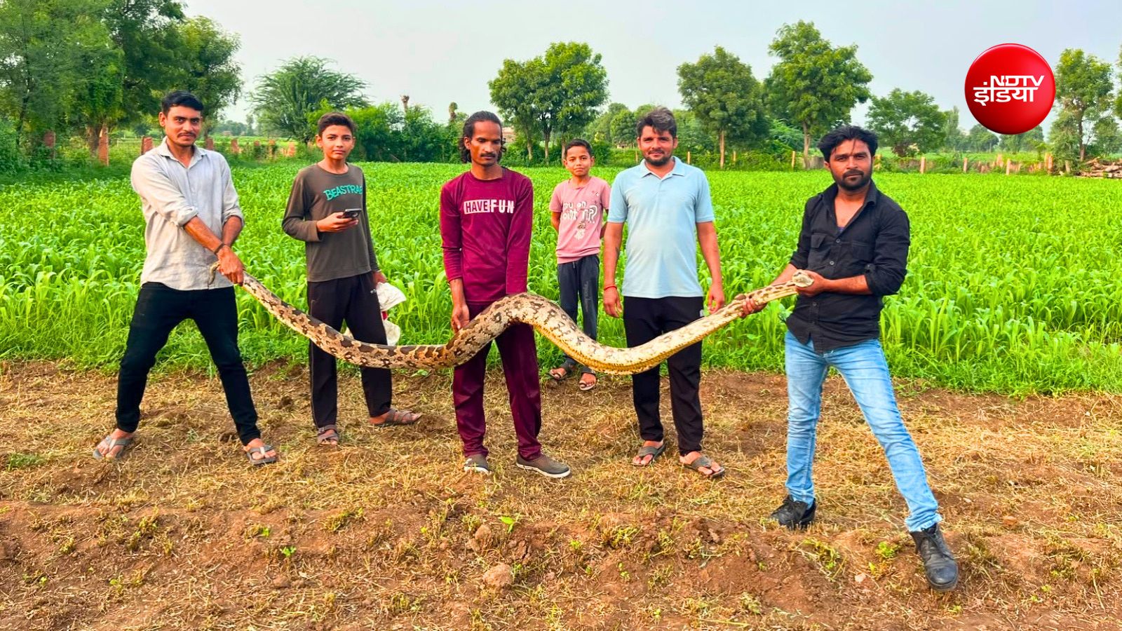 वन विभाग की टीम ने अजगर को रेस्क्यू कर जंगल में छोड़ा वन विभाग की टीम ने अजगर को रेस्क्यू कर जंगल में छोड़ा