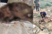 MP की टीम ने UP से पकड़े चार तस्कर, 10 तेंदुओं की 10 खाल बरामद, कूनो और मुरैना में किया था शिकार
