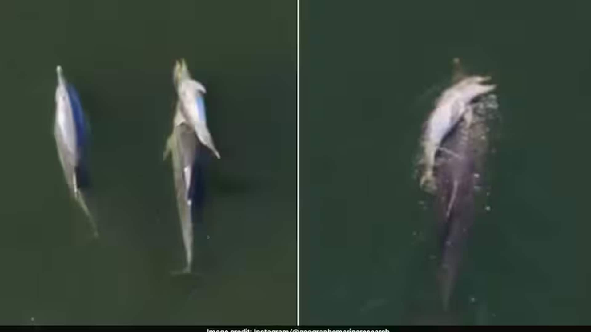 Mother Dolphin Refuses To Let Dead Newborn Sink, Carries It For Days