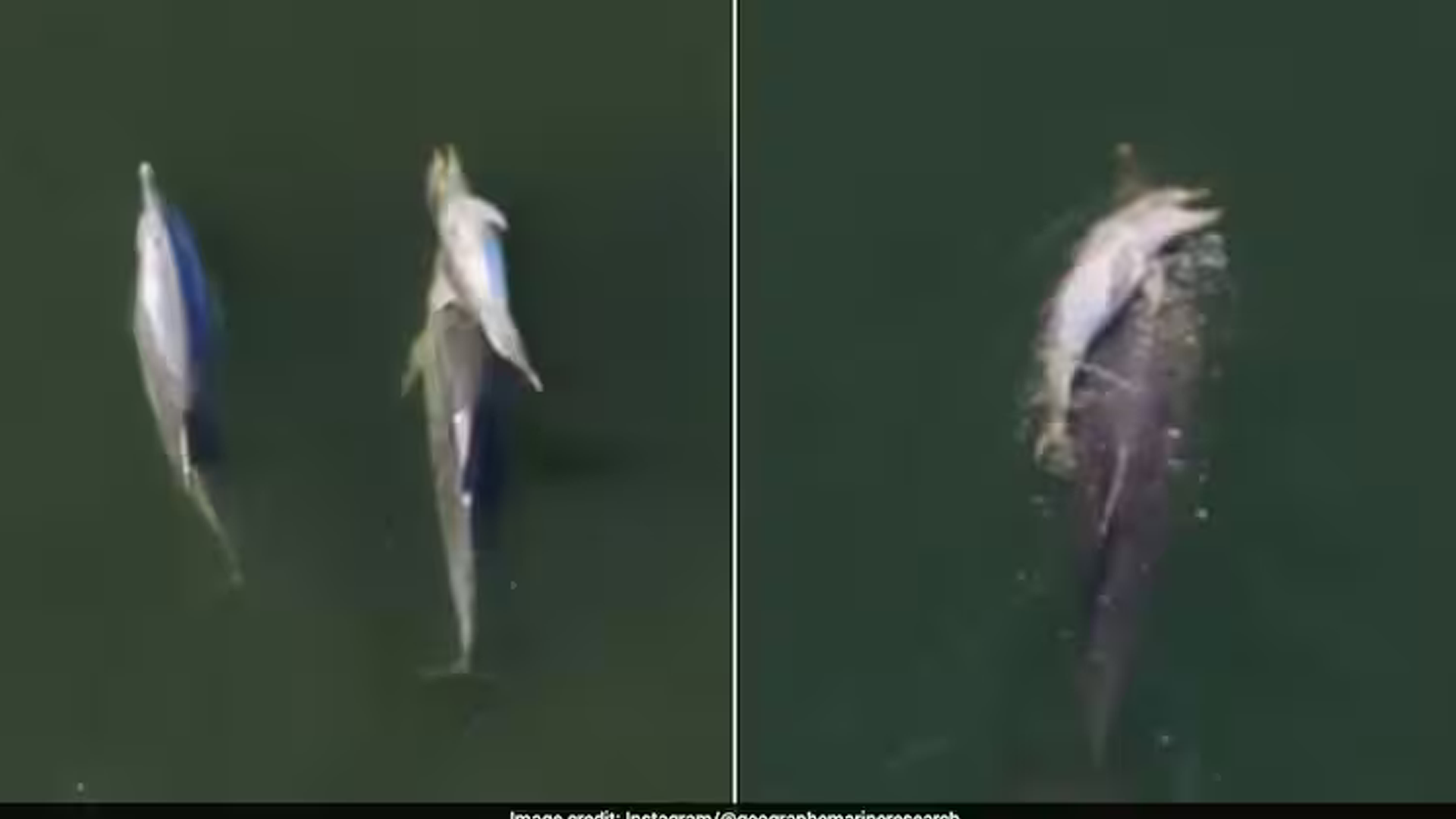 Mother Dolphin Refuses To Let Dead Newborn Sink, Carries It For Days