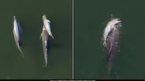 Mother Dolphin Refuses To Let Dead Newborn Sink, Carries It For Days