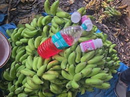10,000 Kilos Of Bananas Ripened With Harmful Chemicals Seized In Karnataka, How To Spot Artificially Ripened Fruit