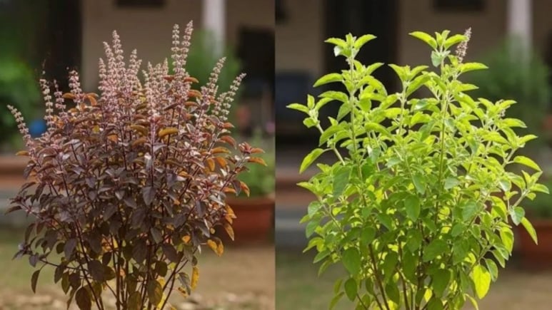 तुलसी को हरा-भरा रखने के लिए क्या डालना चाहिए? गार्डनिंग एक्सपर्ट ने बताया साल भर घना रहेगा पौधा