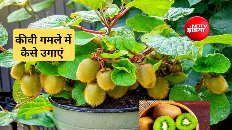 महंगा कीवी अब बाजार से खरीदने की जरूरत नहीं! घर के गमले में ऐसे उगाएं