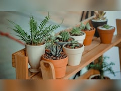 सिर्फ बालकनी नहीं, इन 5 जगहों पर भी उगा सकते हैं हरे-भरे पौधे, घर को बनाएं हरियाली से भरपूर