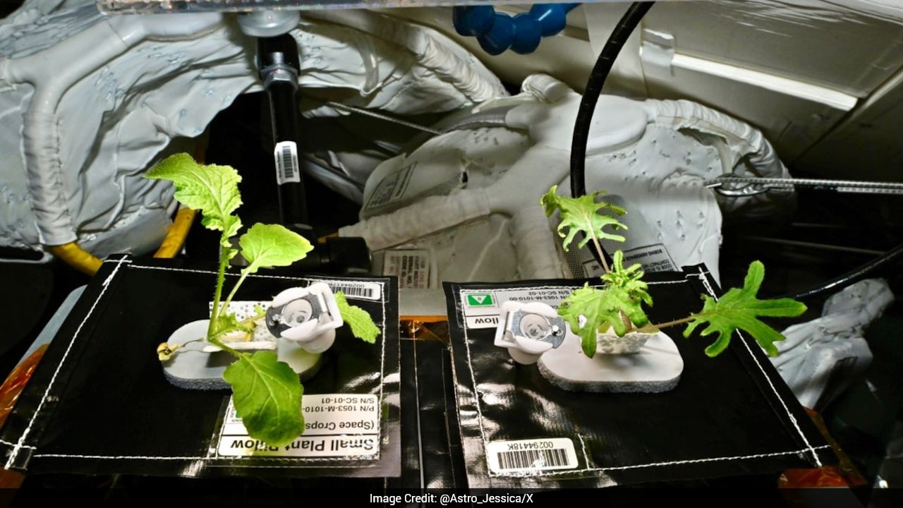 Astronaut Welcomes Plants As Space Station's Newest Crew Members