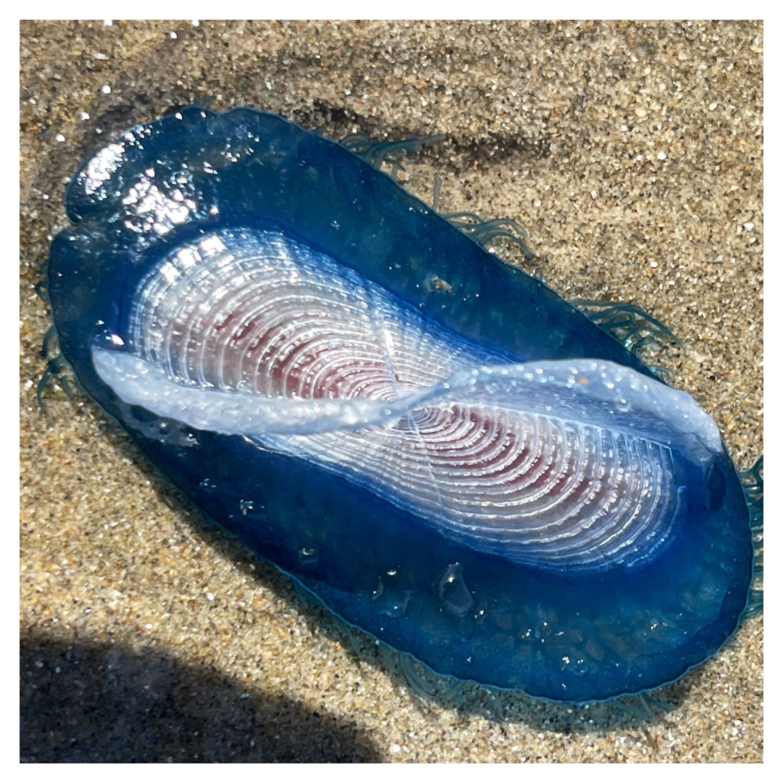 Hundreds Of Mysterious Blue 'Alien Jellyfish' Wash Up on UK Beaches Amid Heatwave