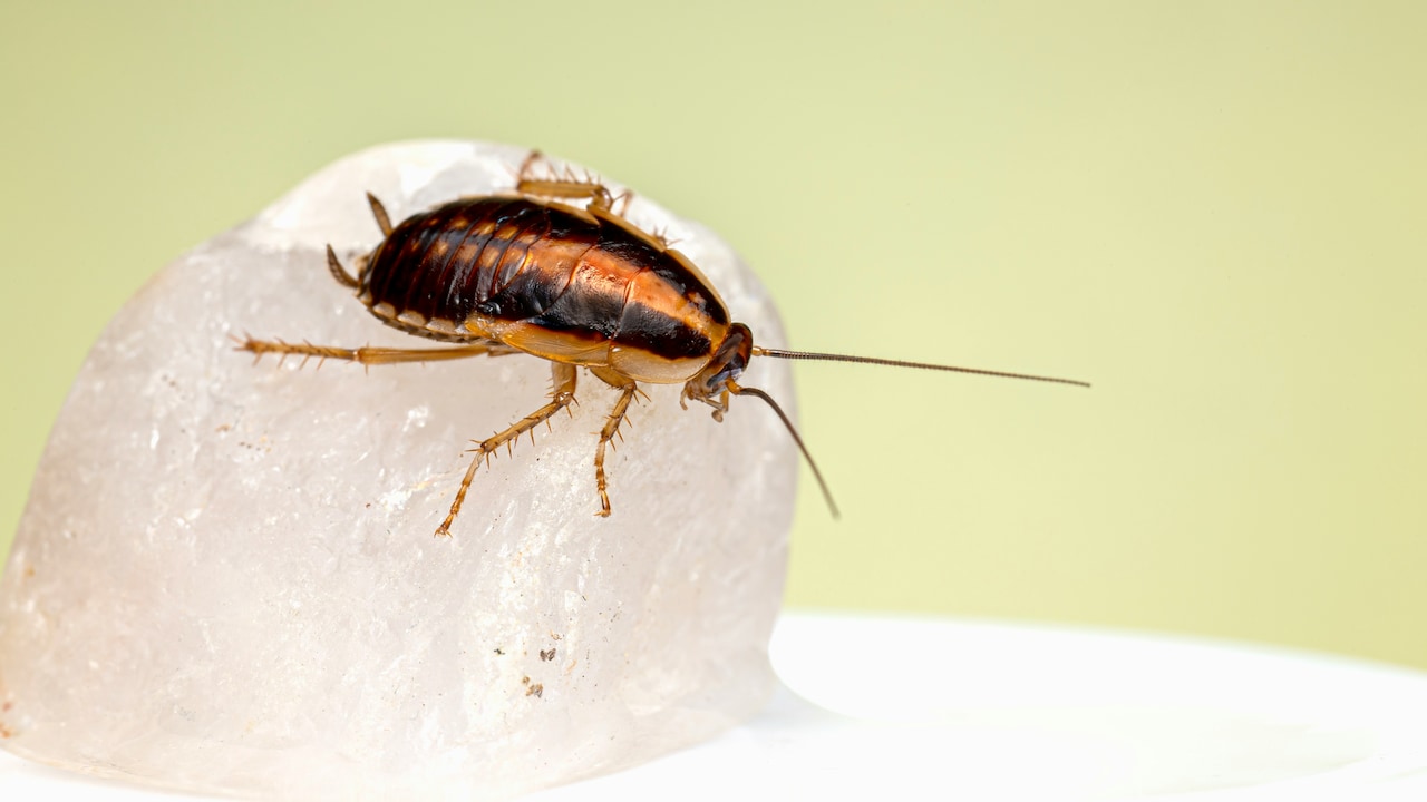 Kitchen Cockroach Control, Small Cockroach in Kitchen, Tilchatta Ko Kaise Bhagaye, Cockroach Home Remedies, Kitchen Cleaning Tips, Cockroach Removal Tips, तिलचट्टे भगाने के उपाय, किचन में कॉकरोच क्यों आते हैं, छोटे कॉकरोच का इलाज, Latest and Breaking News on NDTV
