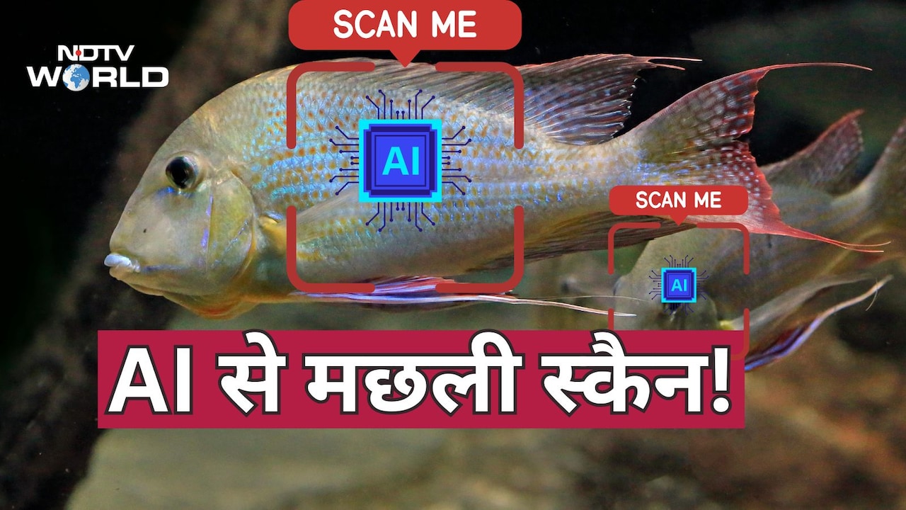 मछलियों की ‘face recognition’, चीन ने तिब्बत की नदी पर लगाया AI सिस्टम Fish Face