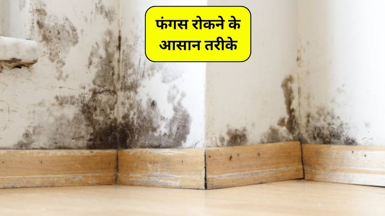 Monsoon Home Care: दीवारों पर फफूंद लग गई, फंगस को रोकने के 5 आसान तरीके