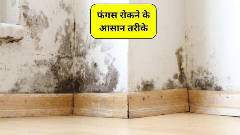Monsoon Home Care: दीवारों पर फफूंद लग गई, फंगस को रोकने के 5 आसान तरीके