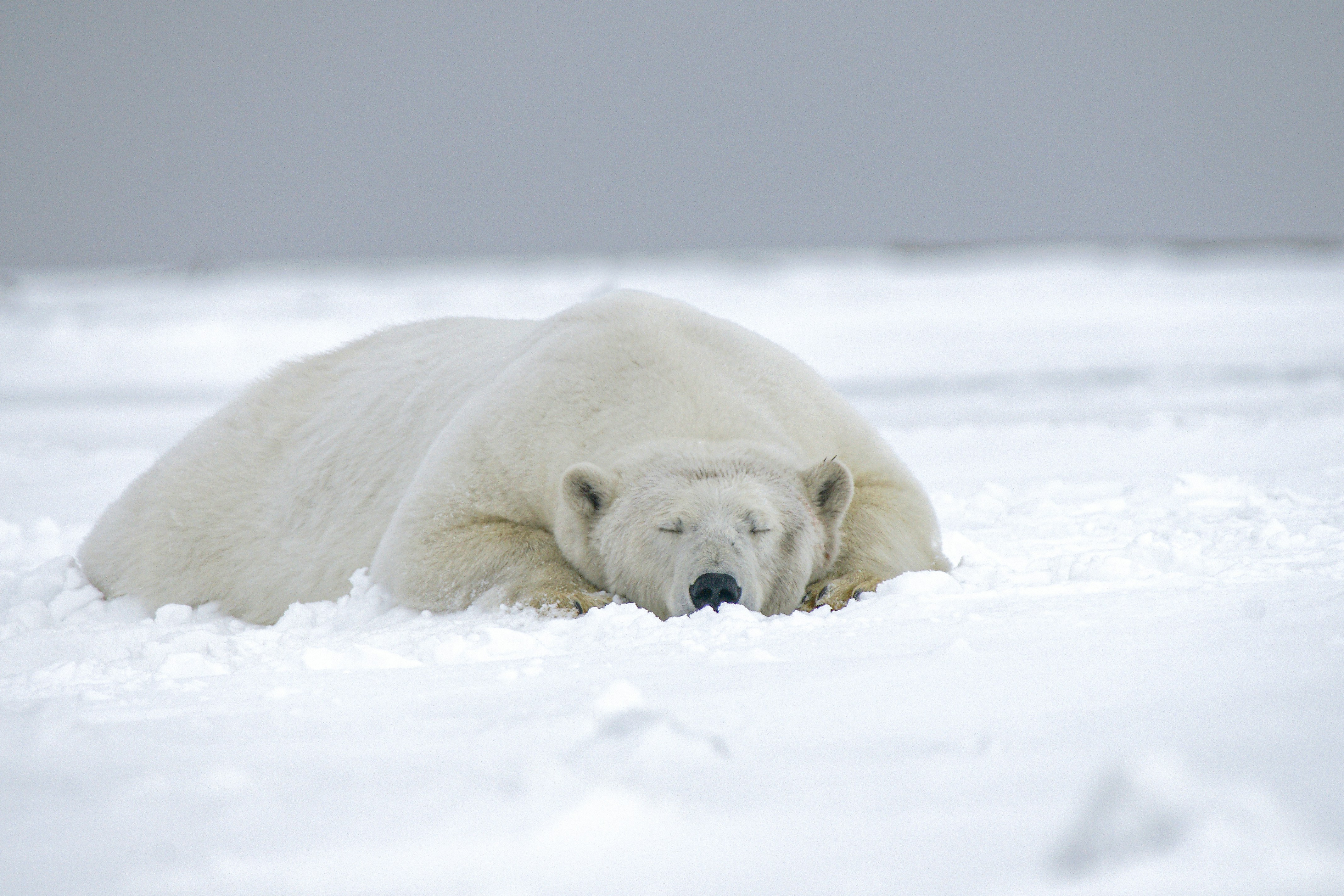Man Fined Over Rs 4 Lakh For Waking Sleeping Polar Bear With Ship Horn