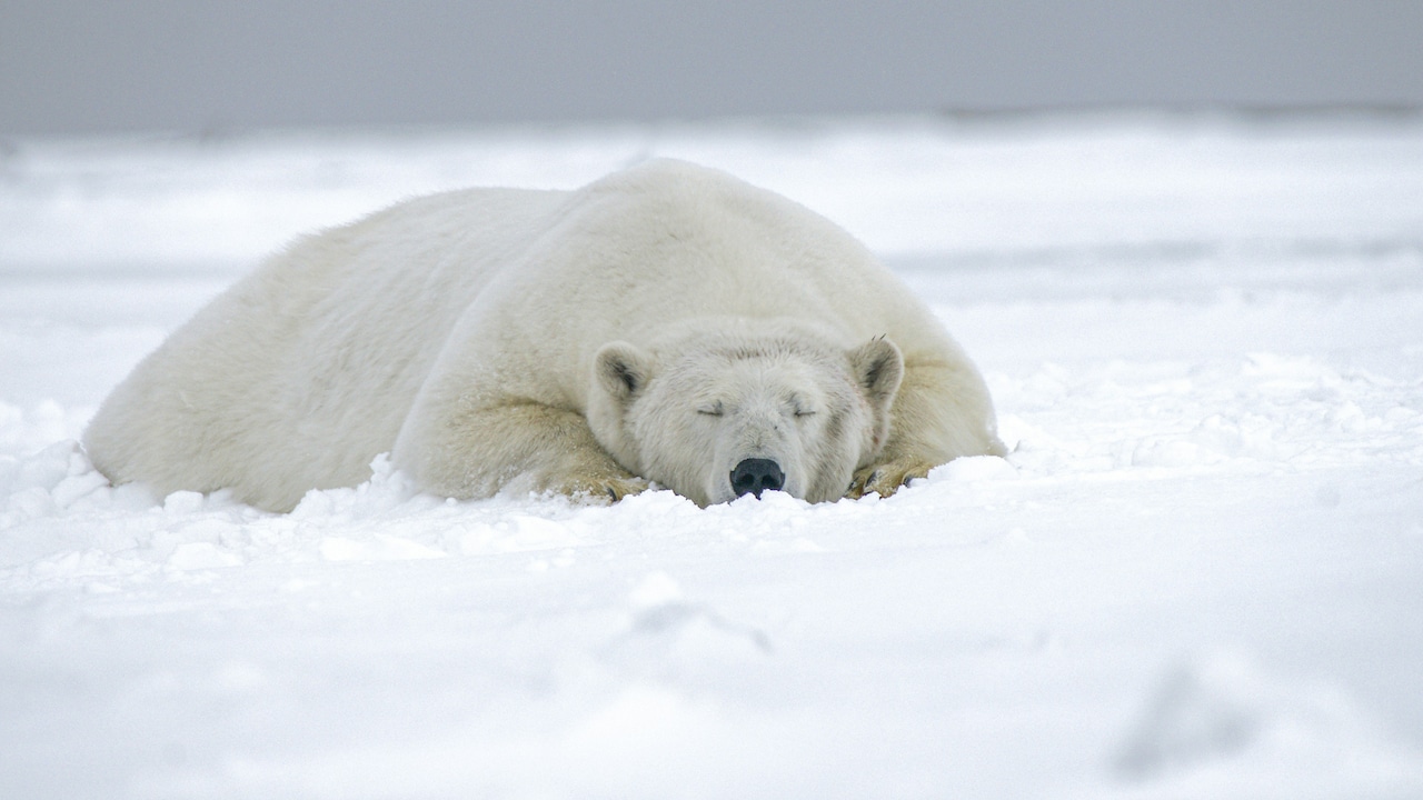 Man Fined Over Rs 4 Lakh For Waking Sleeping Polar Bear With Ship Horn