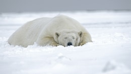 Man Fined Over Rs 4 Lakh For Waking Sleeping Polar Bear With Ship Horn