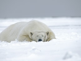 Man Fined Over Rs 4 Lakh For Waking Sleeping Polar Bear With Ship Horn