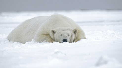 Man Fined Over Rs 4 Lakh For Waking Sleeping Polar Bear With Ship Horn