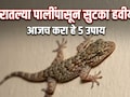 Lizard Repellent Plants: घरात सतत पाल येत आहेत का? बालकनीत ठेवा ही 5 रोपं, कीटक-पाली एका फटक्यात होतील गायब