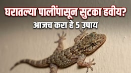 Lizard Repellent Plants: घरात सतत पाल येत आहेत का? बालकनीत ठेवा ही 5 रोपं, कीटक-पाली एका फटक्यात होतील गायब