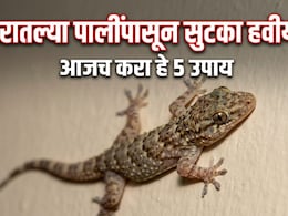 Lizard Repellent Plants: घरात सतत पाल येत आहेत का? बालकनीत ठेवा ही 5 रोपं, कीटक-पाली एका फटक्यात होतील गायब